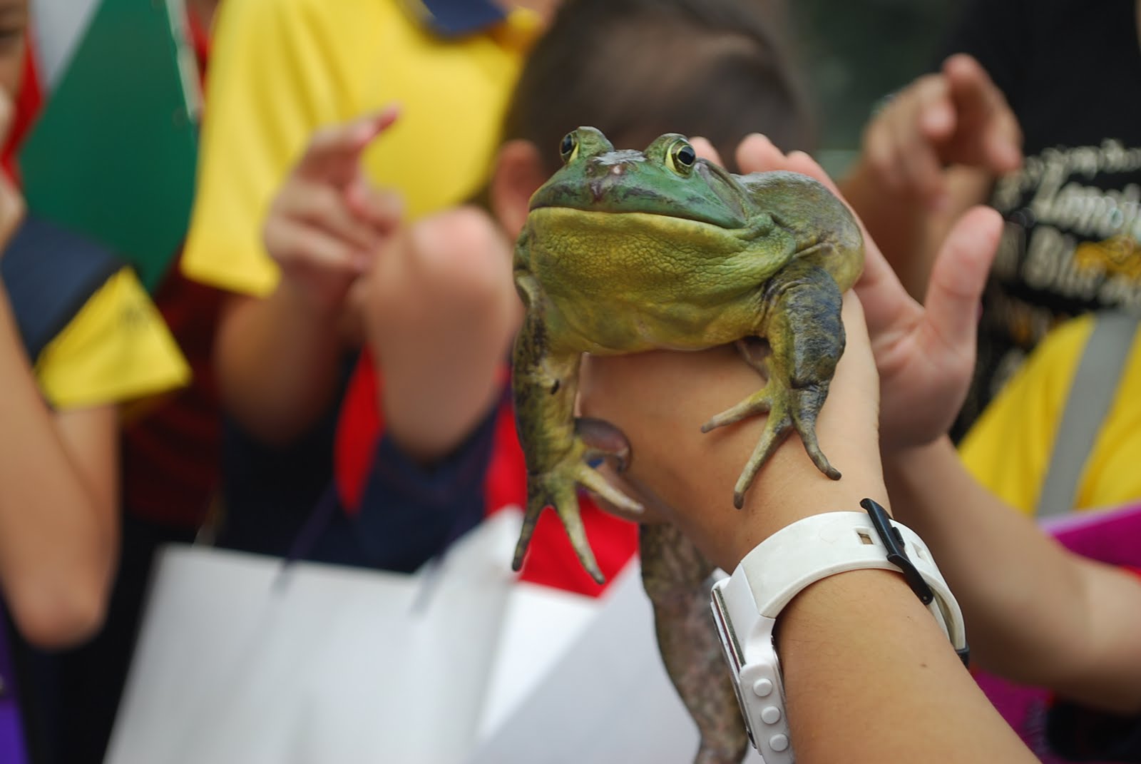 american bullfrog care