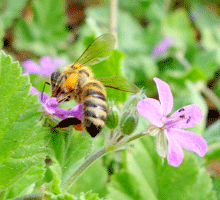 Erodium malacoides - Γεράνι άγριο