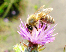 Cirsium palustre - Μικρο αγκαθι