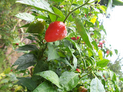 Aji dulce endogeno sin agrotoxicos