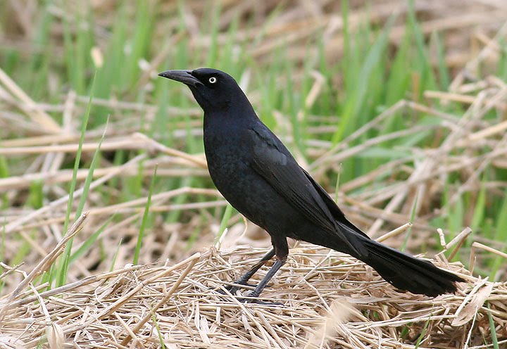 [great_tailed_grackle_male.jpg]