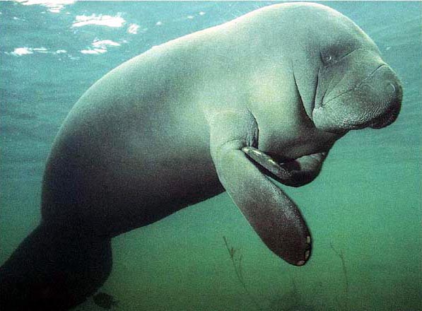 [manateeb.jpg]