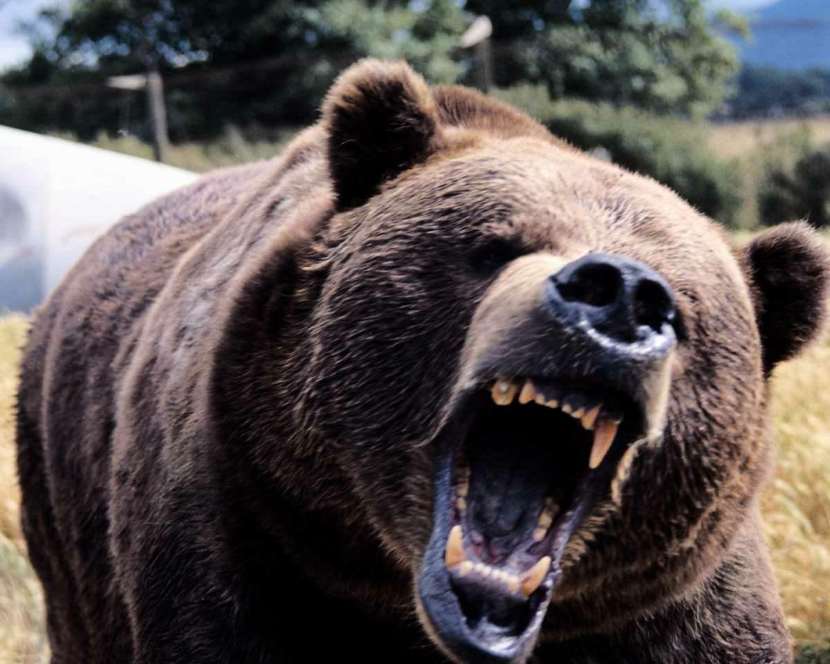 [Bear+screaming+at+the+camera.jpg]