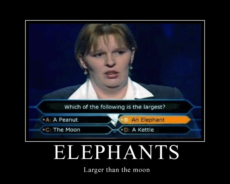 [elephants.bmp]