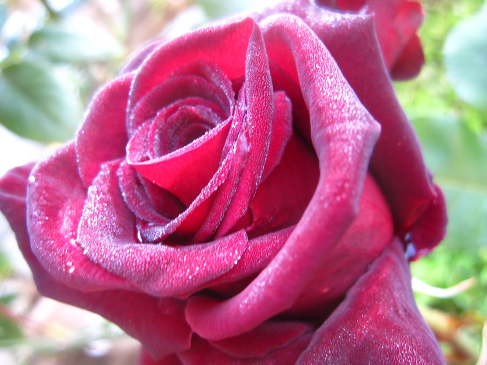 マルチーズのチロとマイガーデン ばら ブラック バッカラ と ゼラニュームレッド