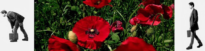 Poppies in Chianti