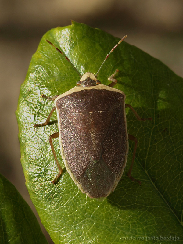 [NEZARA-VIRIDULA-TORQUATA.jpg]