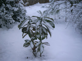 Old Man Winter: Japanese Plump Tree in Snow (February 13, 2010)