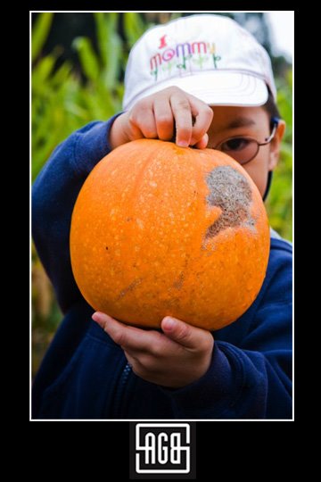 [pumpkin+3.jpg]