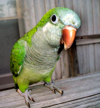 parrot-0005.jpg