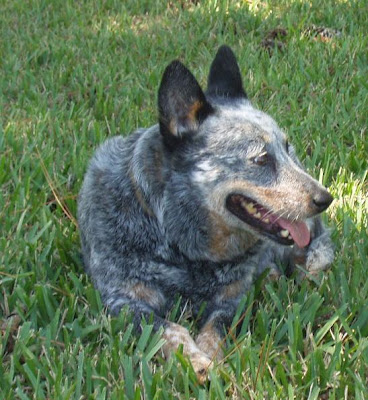 Can I give my dog or cat aspirin? -.