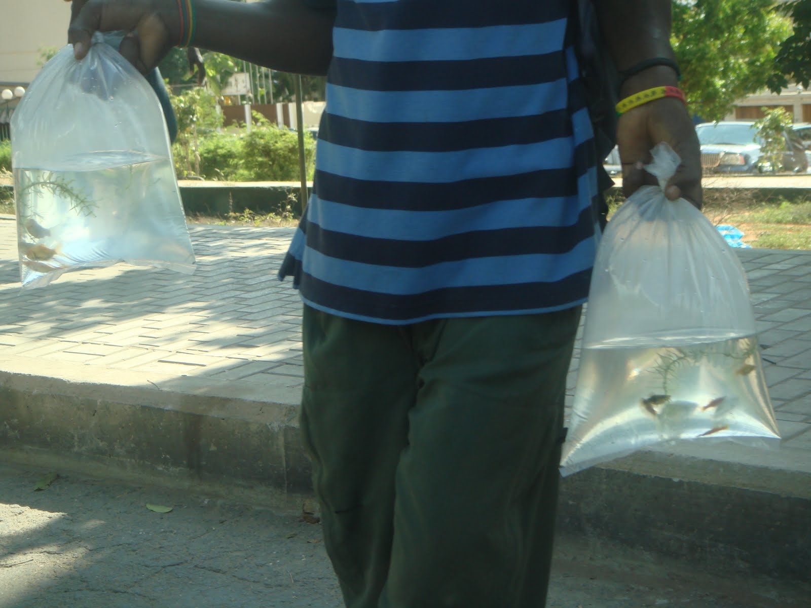 [DSC08895.JPG]