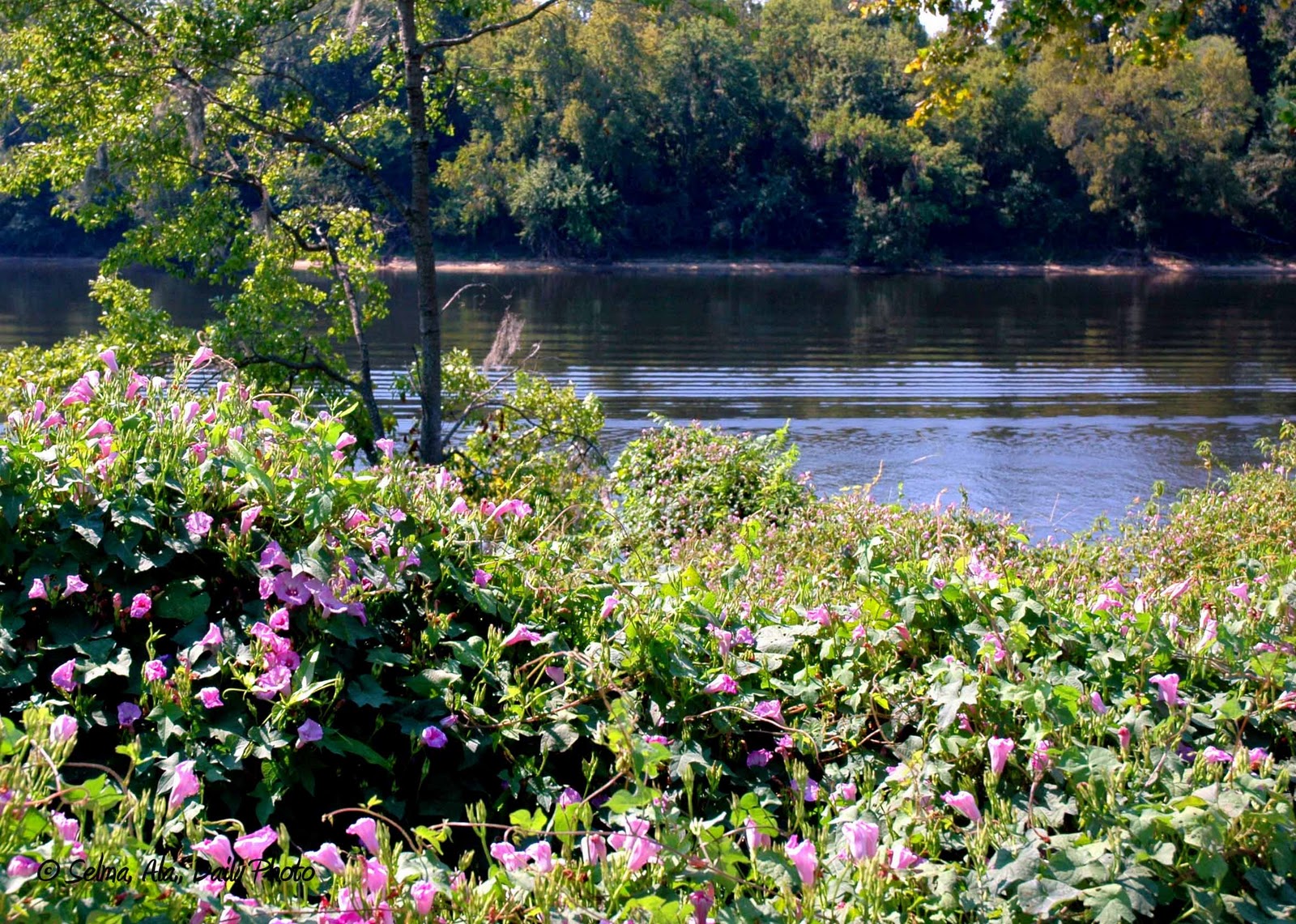 Selma, Ala. Daily Photo Riverbank Wildflowers