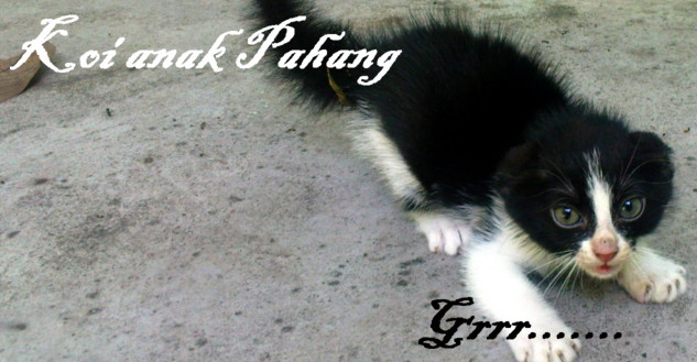 Koi anak pahang