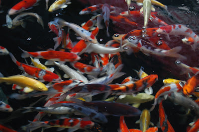 koi-pond-maintenance.jpg