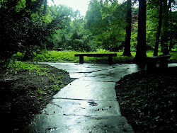 Pathways Through Tiergarten