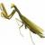 FACTS: Insect facts                                     The praying mantis