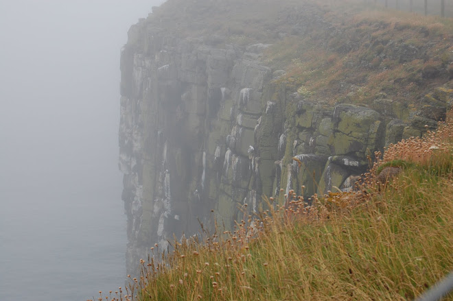 Curtain Wall at Dunstanburgh Castle, Complete with Nesting Gulls