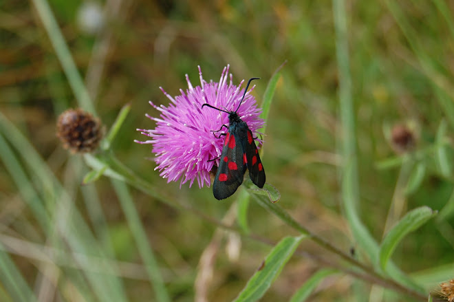 Bamburgh Butterly