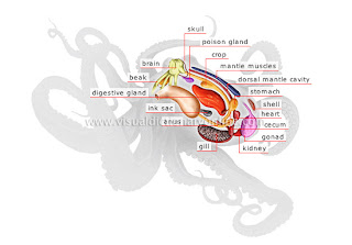 octopus anatomy octopus anatomy