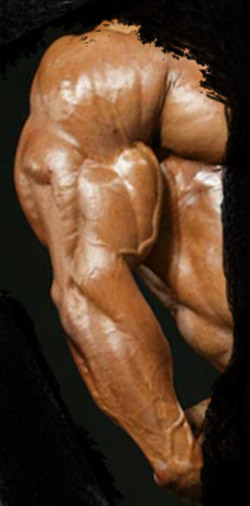 [triceps.jpg]
