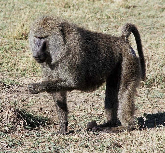 [olive+baboon+from+wikipedia.jpg]