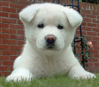 Akitas Cute Puppy