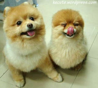 Chow Chow Dute Funny Puppy