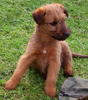 Irish Terrier Puppies