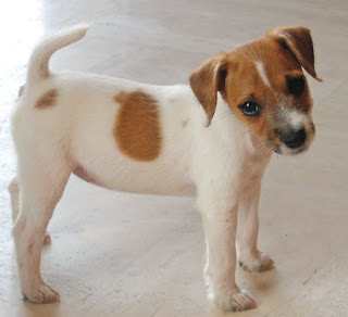 Parson Russell Terrier Puppy Photo