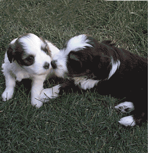 Polish Lowland Sheepdog Puppies