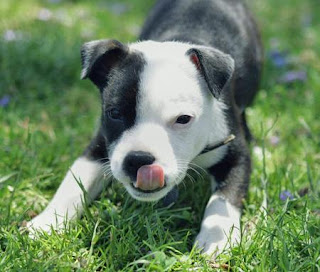 Staffordshire Terrier Puppy