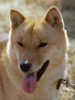Ainu Dog Picture