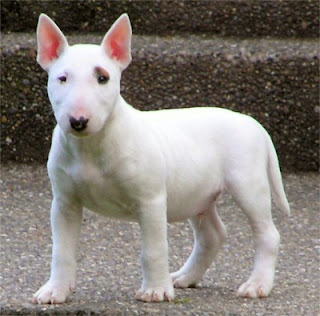 Miniature Bull Terrier Dog Picture