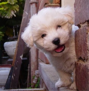 Maltese Puppy Image