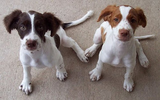 cute brittany spaniel puppies