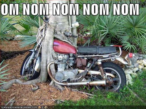 [tree-eats-motorcycle.jpg]