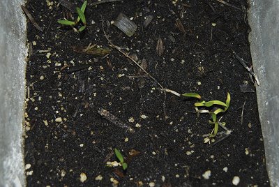 [sprouts.jpg]