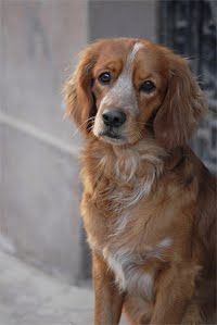 [worried+dog.jpg]