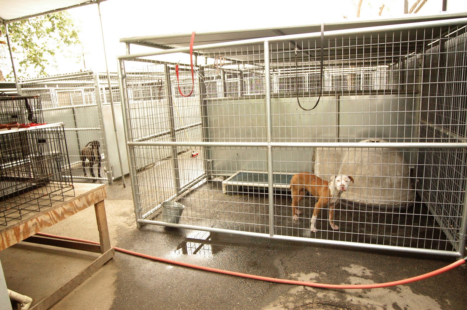 [kennel8.jpg]