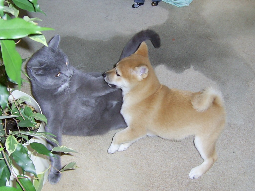 rencontre shiba inu