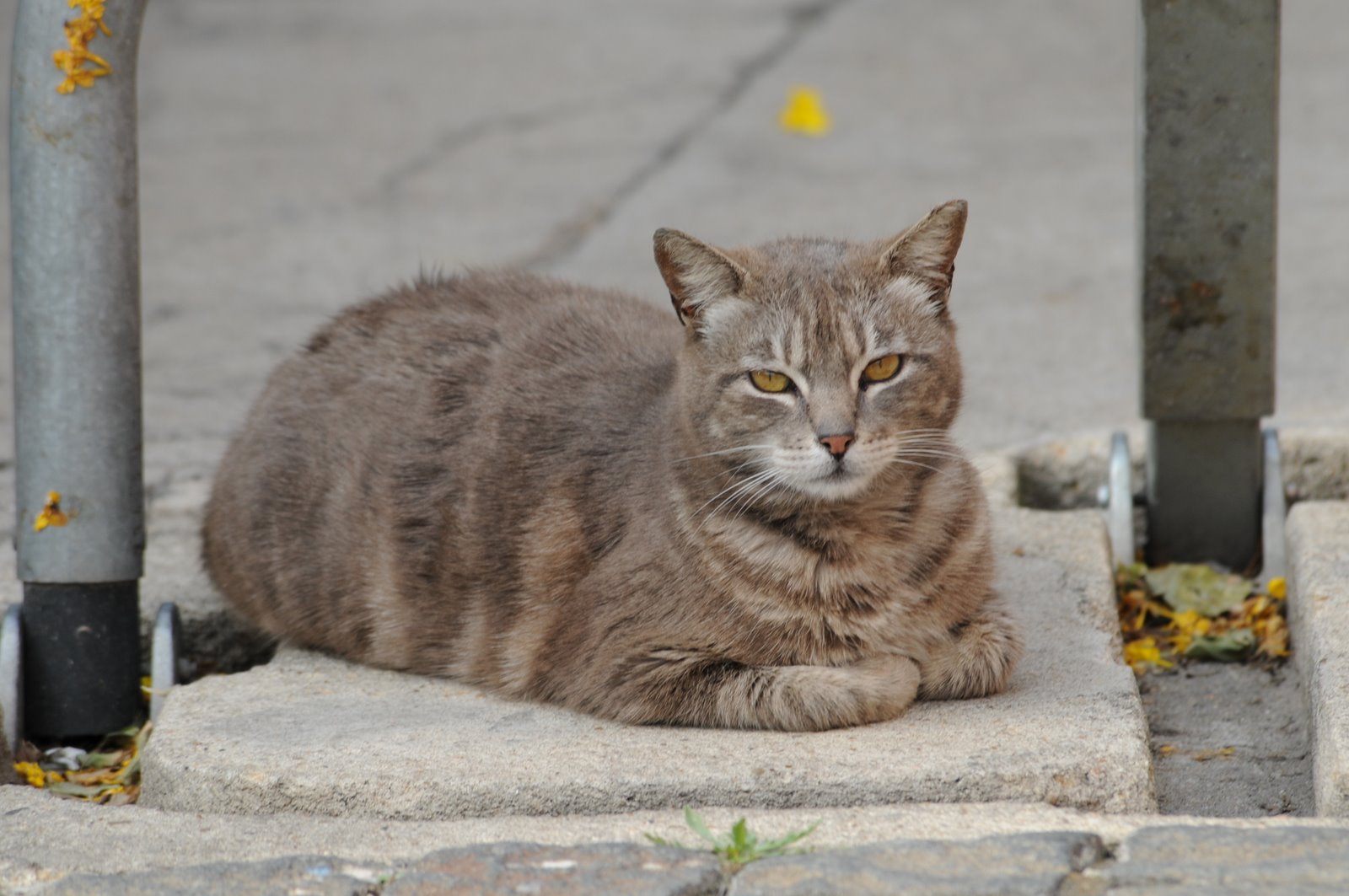 [DSC_3631.JPG]