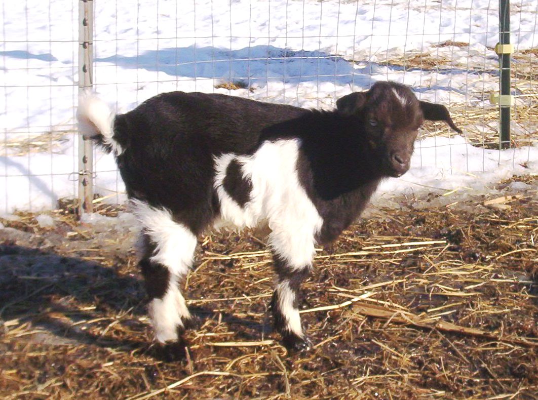 [Fainting_goat_kid_by_hollalaya.jpg]
