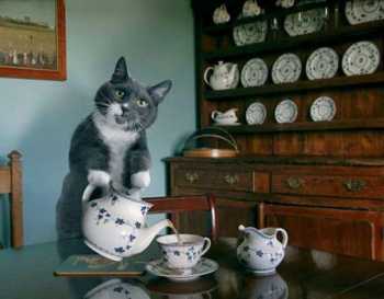 Cat Dementia