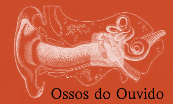 [ossos+do+ouvido0.jpg]