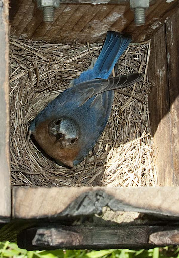 eastern bluebird female (Sialia sialis) eastern bluebird female (Sialia sialis)