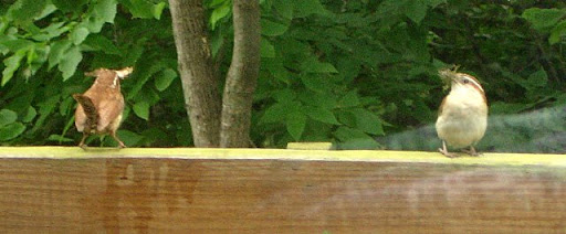 Pair of Carolina Wrens with nesting material, ready to build. Carolina Wrens