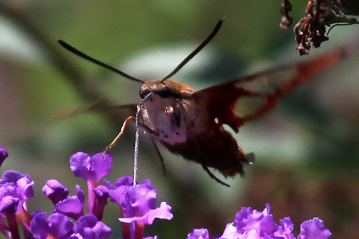Hummingbird moth (Hemaris diffinis) Hummingbird moth (Hemaris diffinis)