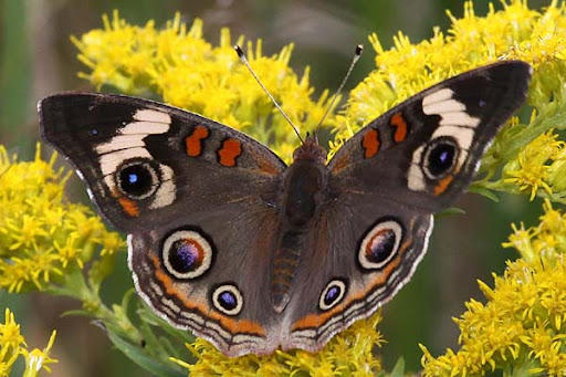Buckeye (Junonia coenia) Buckeye (Junonia coenia)