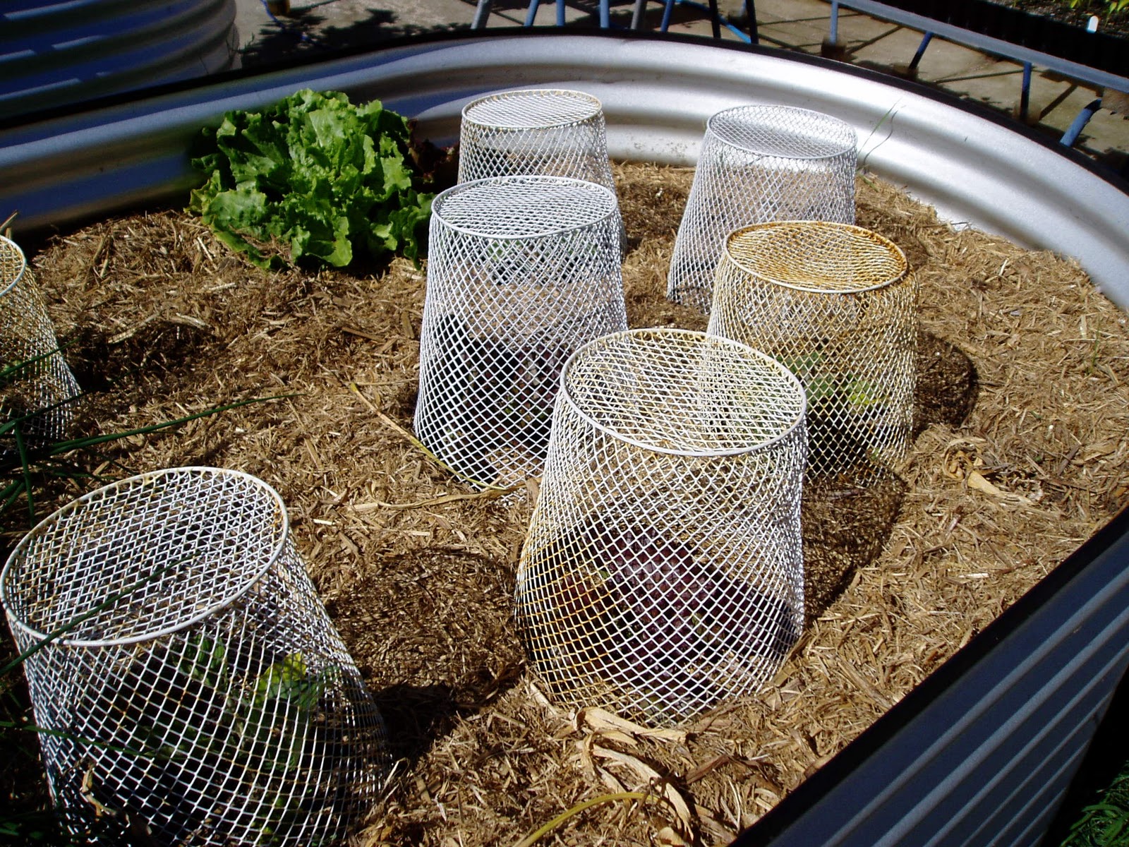 HOBART KITCHEN GARDENS Stopping Birds, Slugs and Cabbage Moth